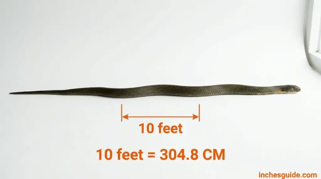 King Cobra at Full Length