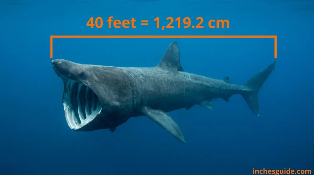 A Basking Shark