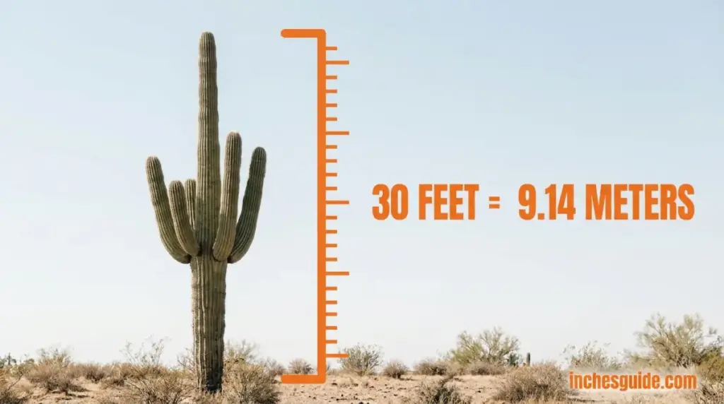 A Saguaro Cactus Past a Century Old