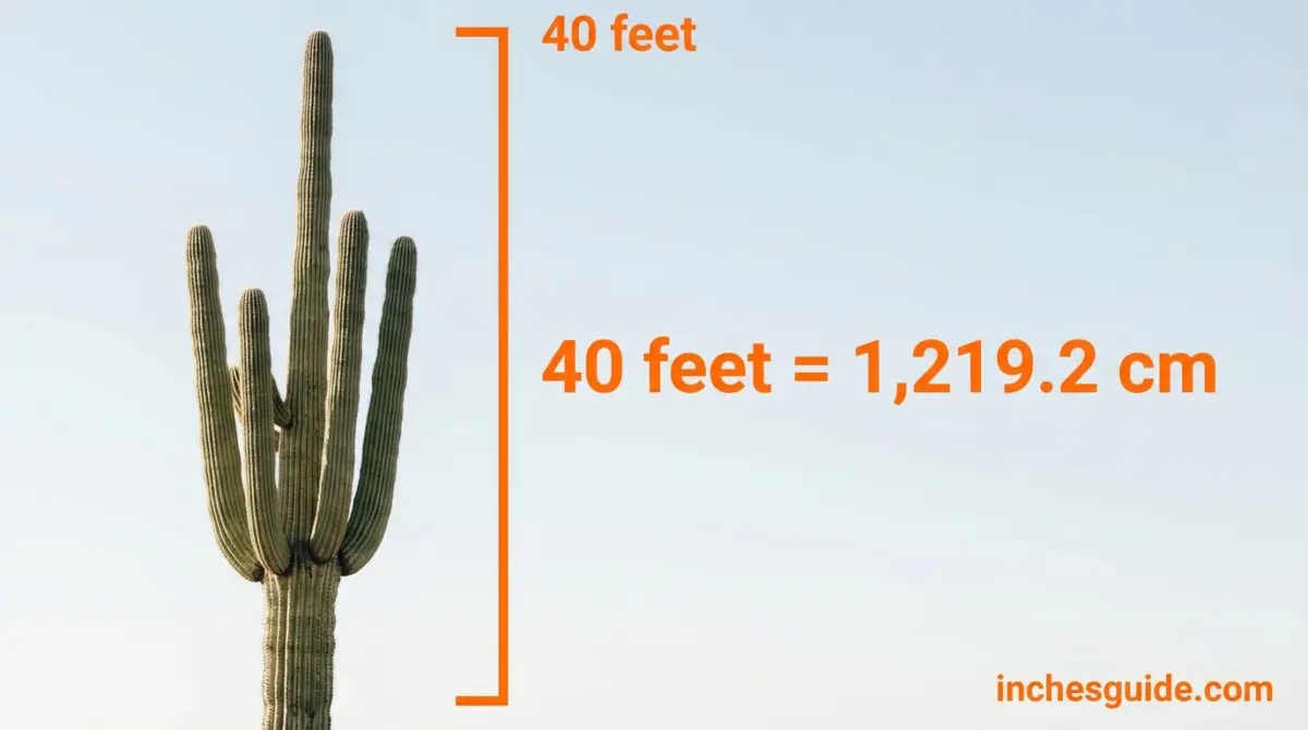A Towering Saguaro Cactus